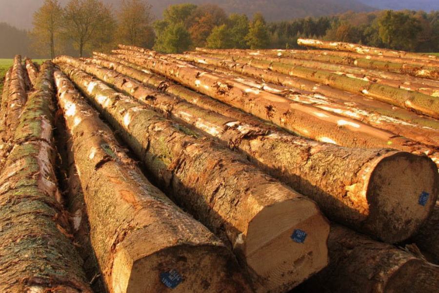 Khai thác gỗ Sồi và gỗ Keo cần tuân thủ luật pháp