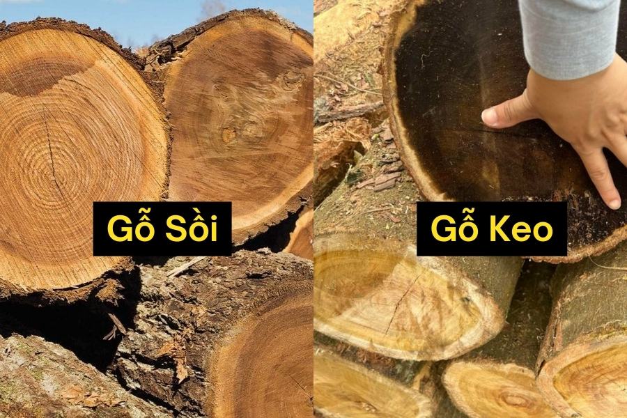 Phân biệt gỗ sồi và gỗ keo