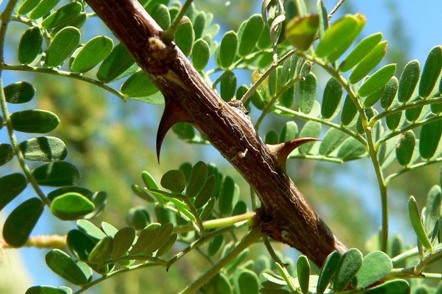 Nguyên liệu là vải Acacia sợi tự nhiên